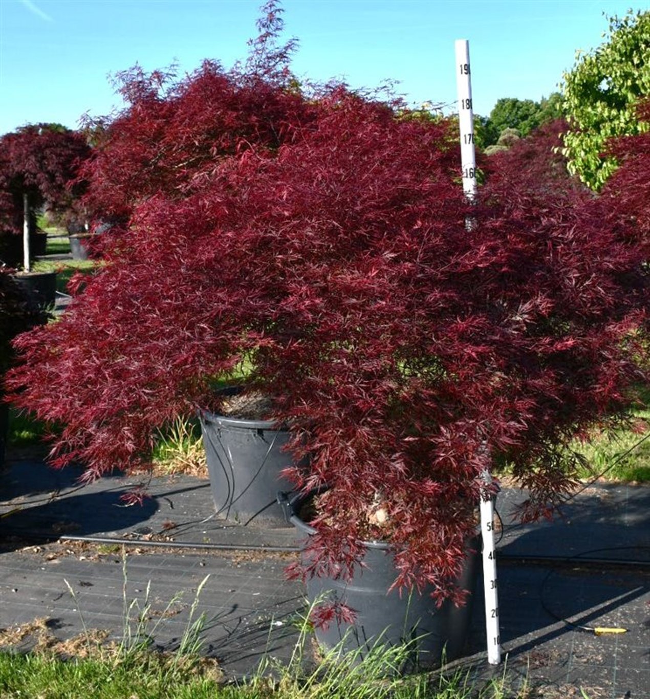 Acer pal. 'Stella Rossa' - 90 CM Stem Cont.